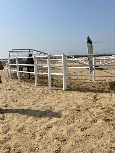 Bahrain Privatstall Königshaus Bahrain Pferde-Führanlage