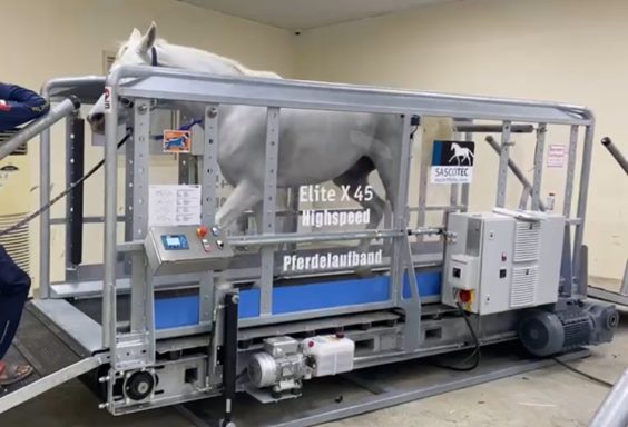 Ali Khalfan Abu Dhabi Ein weißes Pferd steht in einem Stall auf einer speziellen Plattform zur Untersuchung.