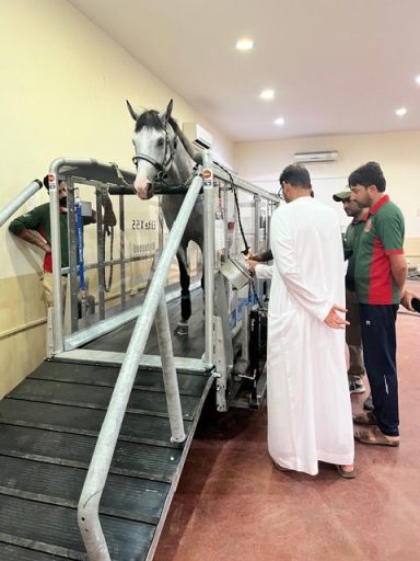 Graues Pferd steht in einer tierärztlichen Untersuchungsstation mit zwei Personen.