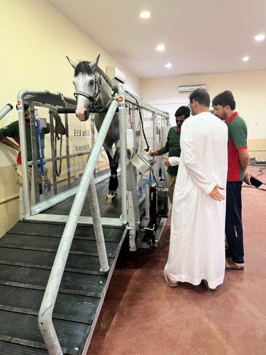 Abu Dhabi Al Wathba Racing Ein Pferd betritt eine Maschine zur Gesundheitsüberprüfung, während zwei Personen beobachten.
